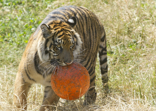 Fototapeta Tiger with ball.