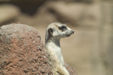 Side profile of meerkat.
