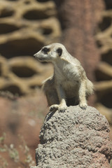 Naklejka na ściany i meble Watchful meerkat on rock.