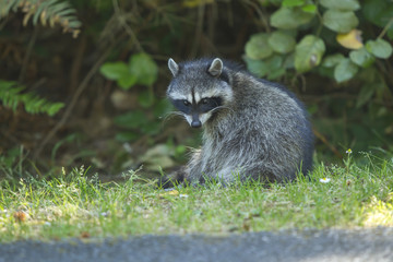 Racoon looks at camera.