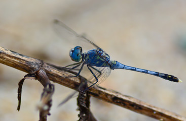blue dragonfly (Coenagrionidae) standing on a stick ; selective