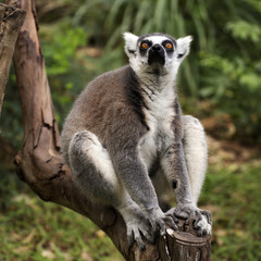 Obraz premium Ring-tailed lemur