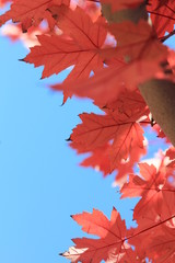 Leaf background