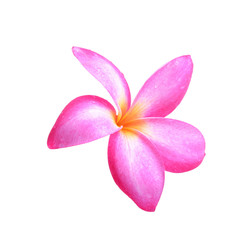 frangipani flower on white