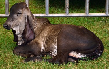 Brahman calf