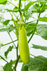 Eggplant Growing (Aubergine)