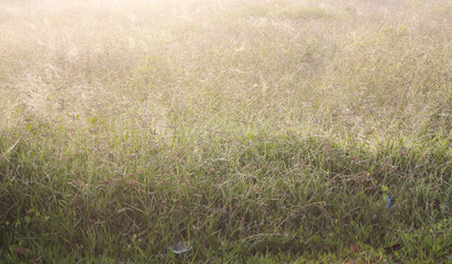 Foggy Dew