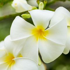 Fototapeta na wymiar Frangipani Flower (plumeria)