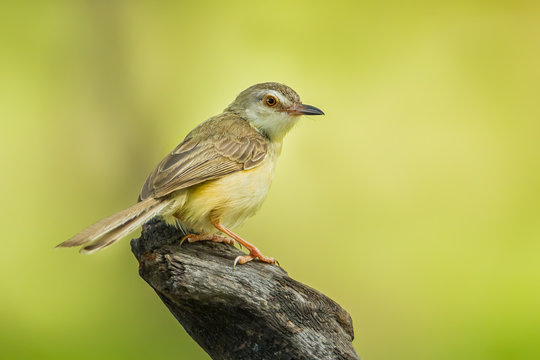 Common Tailorbird (Orthotomus atrogularis) act on the wood