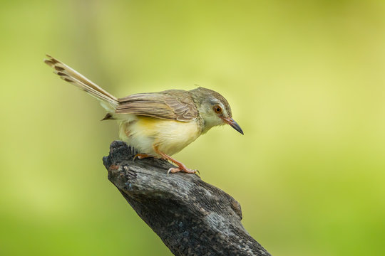 Common Tailorbird (Orthotomus atrogularis) act on the wood