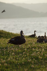 夕陽を浴びる諏訪湖湖岸のシロツメクサと鴨たち