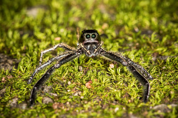 jumping spiders