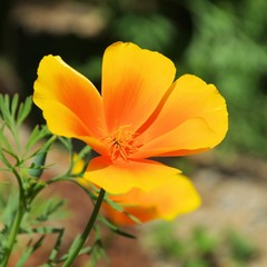 Kalifornischer Mohn - California poppy 35