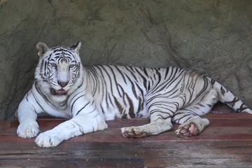Obraz premium White tiger