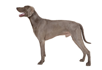 Weimaraner dog in his typical pose