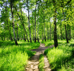 Birch forest on a sunny day. Green woods in summer