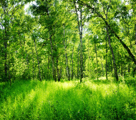 Fototapeta na wymiar Birch forest on a sunny day. Green woods in summer