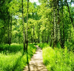 Fotobehang Lente Berkenbos op een zonnige dag. Groene bossen in de zomer