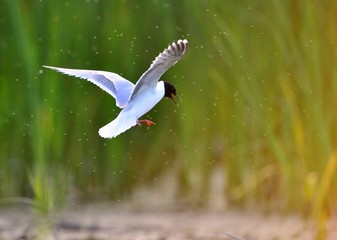 Black-headed Gull (Larus ridibundus)  landed