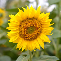 Obraz premium Beautiful sunflowers