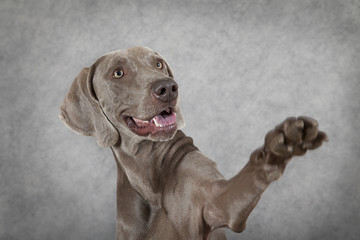 Shorthaired Weimaraner dog waving hello