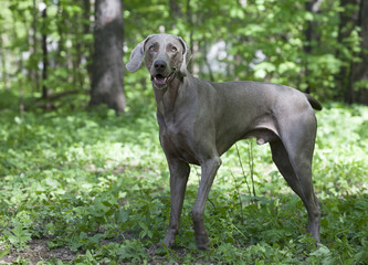 Shorthaired Weimaraner dog outdoor