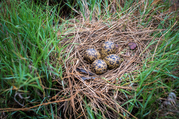 Bird's Nest