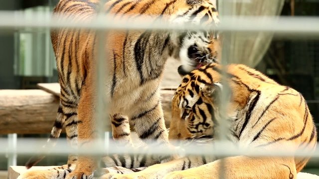 tiger lick its legs, look through tiger cage, chiangmai .