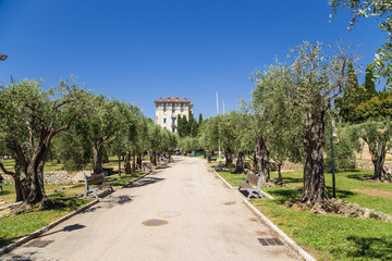 Fototapeta na wymiar Nice, France. Alley ancient olive groves on the hill of Cimiez