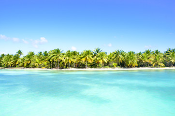 Palms on a beach in the Caribbean.