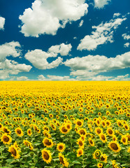 Blooming field of a sunflowers