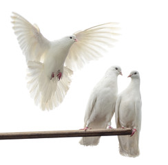 White doves