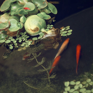 Miniteich Images Browse 63 Stock Photos, Vectors, and Video Adobe Stock