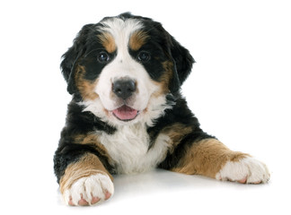 puppy bernese moutain dog © cynoclub