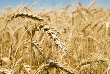 Gold wheat field and blue sky