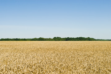 Fototapeta premium Gold wheat field and blue sky
