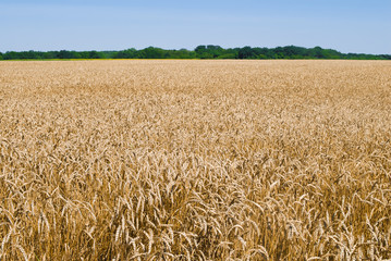 Gold wheat field and blue sky