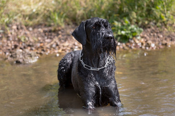 Riesenschnauzer im Wasser