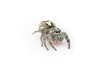 Super macro spider portrait