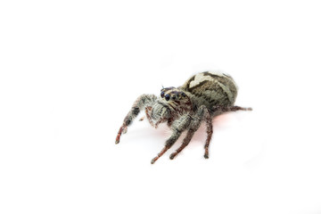 Super macro spider portrait