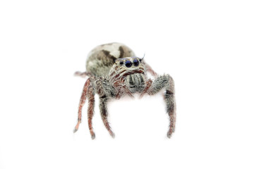 Super macro spider portrait