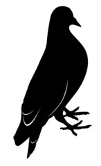 pigeon 3