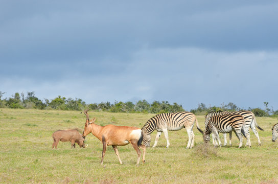Zebras, antelopes and warhog, South Africa