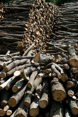 Wood pile background