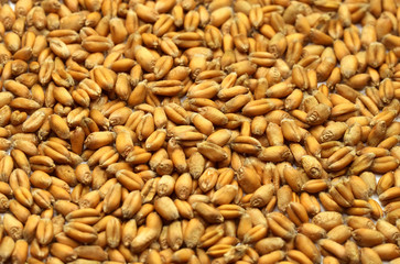 Grains of wheat close-up