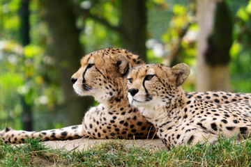 Cheetahs © martinlisner