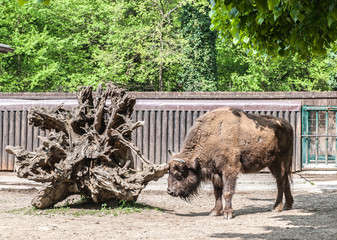 Bison © pozitivo