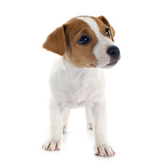 puppy jack russel terrier