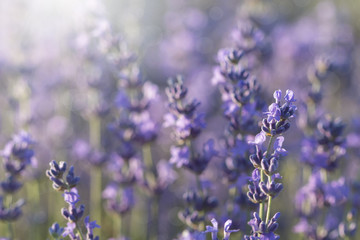 Fototapeta premium lavender blossoms in the sunlight