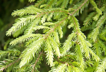 Fir tree branches